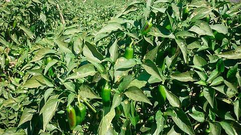 El chile es el octavo cultivo que más valor de la producción genera en el país