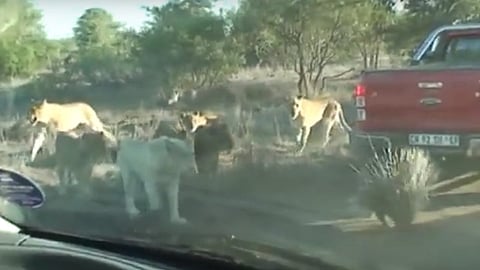 El puercoespín se defendió e hirió a una de las felinas (Foto: YouTube)