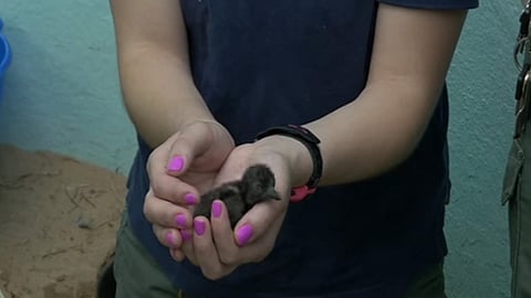 El polluelo pesa aproximadamente 25 gramos 
(Imagen: YouTube)