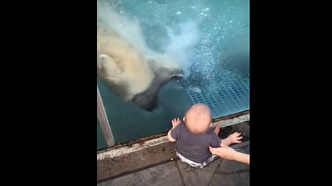 El bebé se encontraba sentado cerca del vidrio de la piscina del oso
