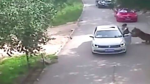 El parque ofrece como uno de sus atractivos la posibilidad de ver a los animales salvajes muy "de cerca", sin embargo advierte a los visitantes que no salgan de los vehículos (Foto: YouTube)