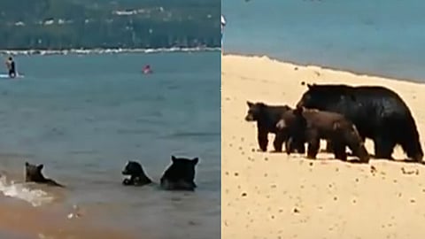 Luego de disfrutar y refrescarse un poco, la familia sale del agua y se alejan tranquilamente del lugar
