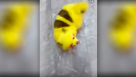 El video muestra al pequeño can pintado de color amarillo
