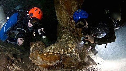 La mandíbula del gonfoterio, que se presume vivió en la última Edad de Hielo (Foto: Proyecto GAM)