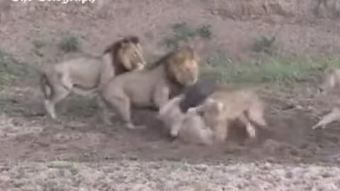 Video: Búfalo logra escapar de leones que estaban por comérselo