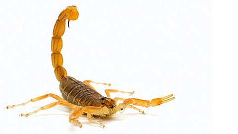 Los alacranes tóxicos son güeros, con rayas negras, así como tenazas delgadas y largas (Foto: Conacyt)