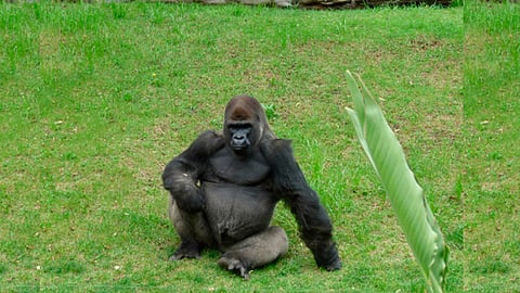 Bantú era único macho ejemplar de Gorila de Tierras Bajas Occidentales en México, y lo trasladaban a Guadalajara para aparearse