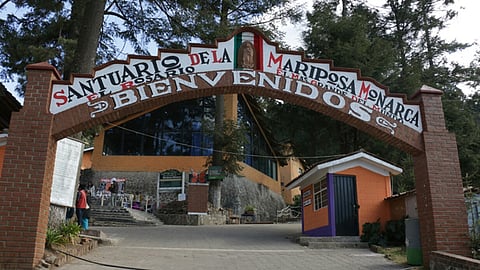 En esta temporada se estima que llegaron al País de la Monarca un estimado de 160 millones de mariposas (Foto: ACG)
