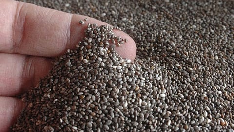 La chía, es una planta antigua cuya semilla sustentaba la dieta sana de la cultura prehispánica en México