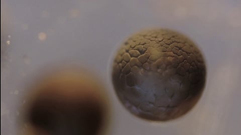 Video: Impresionante timelapse de una división celular