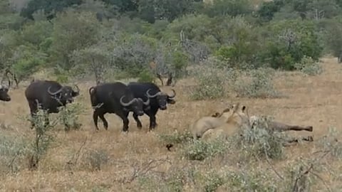 Video: Dos leones atacan a un búfalo y cuando todo parece perdido es rescatado por una manada