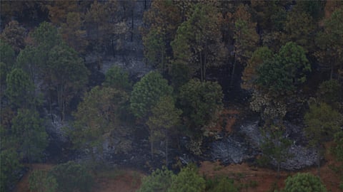 El fuego ha consumido al menos 12 mil 350 hectáreas forestales en el estado (Foto: ACG)