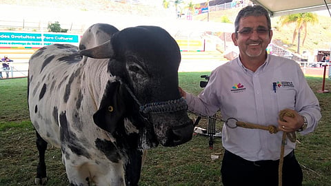 Los ganaderos michoacanos adquirieron 868 sementales y 260 vaquillas (Foto Cortesía)