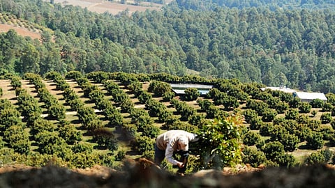 Estimó que son 240 hectáreas y 20 productores afiliados que se han visto afectados (Foto de Archivo)