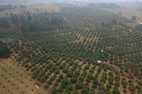 Mil 500 hectáreas de bosque y 50 hectáreas de área parcelada (Foto: Archivo)