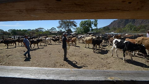 La repartición de insumos es abierta a cualquier persona hasta agotar existencias
(Foto: Cortesía)