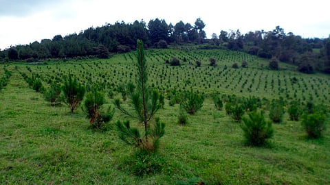 La Reserva de la Mariposa Monarca, la Meseta Purépecha y bosques afectados, zonas prioritarias (Foto Cortesía)