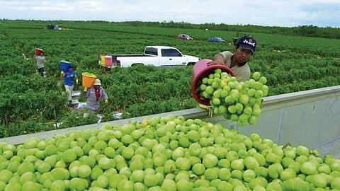 La Fujumi mostraron que sus certificados están en regla (Foto: Appleseed México)