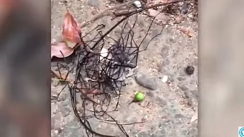 Se mueve de forma extraña (Foto: captura de video)