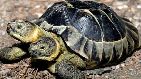 Fue hallado en un nido de tortuga (Foto: Universidad Central Florida)