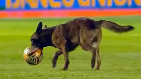 El perro está a cargo de la policía que custodiaba a los aficionados presentes en el estadio (Foto: Captura de video)