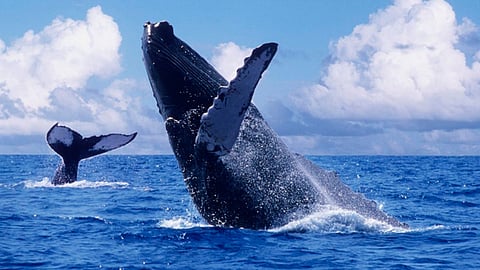 Cerca de mil 500 ballenas nacen en los santuarios de Baja California Sur (Foto: @VertienteGloba1)