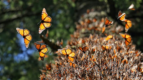 Fueron desplegados este año 23 operativos y  148 recorridos en la reserva (Foto: ACG)
