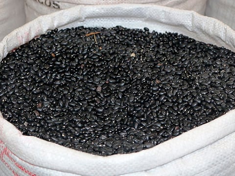 Desarrolla INIFAP frijol negro resistente a plagas