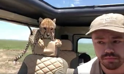 Chita aterroriza a visitantes de safari al saltar a su camioneta (Video)