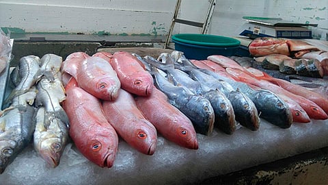 Por sequía en Michoacán, productores de pescado cultivan especies en cautiverio