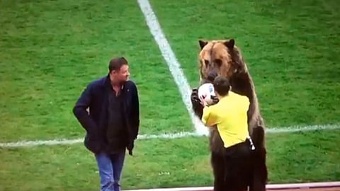 Oso entrega balón para iniciar partido de futbol
