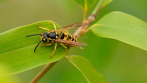 Fue encontrada en el Amazonas (Foto: Ilustrativa/Pixabay)