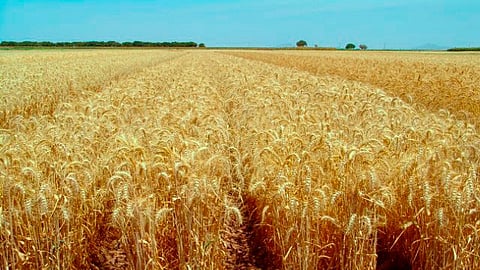 En la República Mexicana se cultivan más de 467 mil hectáreas del grano; los estados con mayor producción son: Sonora, Guanajuato, Baja California, Sinaloa y Michoacán, que es el 5° productor nacional (Foto: Cortesía)