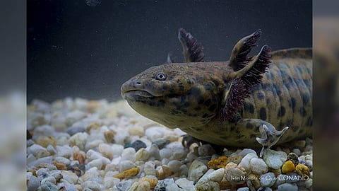 Debido al aumento de la población de Pátzcuaro y a la deforestación, la calidad del agua del lago, hábitat del achoque, ha disminuido considerablemente, lo que pone en riesgo la vida del animal (Foto: www.naturalista.mx)