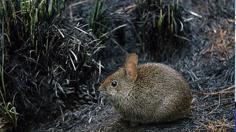 (Foto: biologiaconsam)
