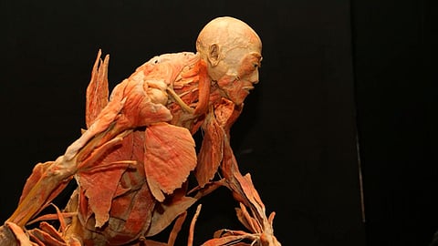 Estudiantes de las carreras de medicina, nutrición, enfermería y salud pública son los que más han asistido a la exposición (Foto: Cortesía)