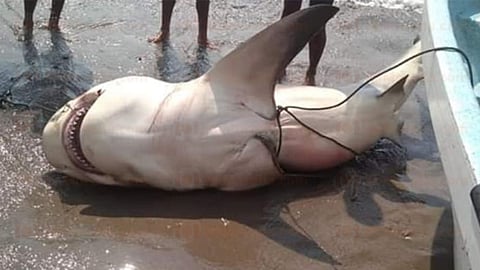 Serán ahora las instancias respectivas las que determinen las causas del deceso del animal (Foto: RED 113)