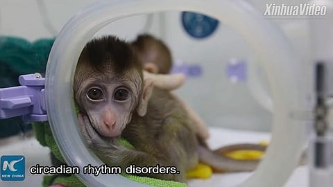 Se realizará investigación biomédica que podría contribuir a posibles curas para distintos trastornos (Foto: Captura de video)
