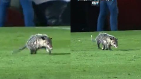 "Se le pide por favor al tlacuache abandonar la cancha" (Foto: Video Captura)