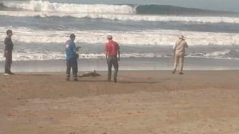 No tenía ningún signo de haber sido atacado (Foto: RED 113)