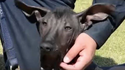 La Policía Federal de México festejó los 30 años de la creación de su unidad canina (Foto: Video Captura)