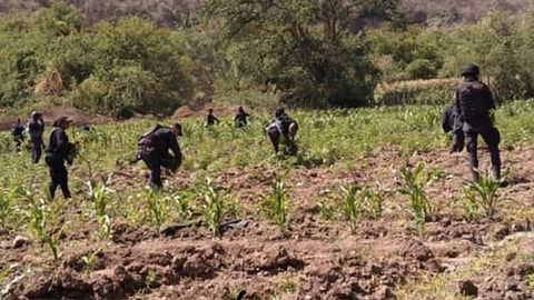 La droga destruída es una producción vinculada al grupo del “Comandante Huerta”, "El R15” y "El Michoacano” (Foto: RED 113)