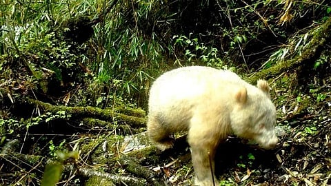 La Reserva Nacional de Naturaleza de Wolong dio a conocer las imágenes (Foto: Wolong National Nature Reserve)