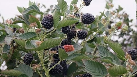 En 12 estados de la República Mexicana se obtienen otras 10 mil toneladas de esta fruta (Foto: Cortesía)