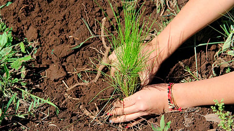 Se pretende superar la del 2018 cuando se plantaron diez millones de árboles de distintos tipos
(Foto: Comisión Forestal del Estado de Michoacán - Michoacan)