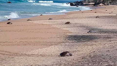En México llega en arribazones masivos a Oaxaca y Michoacán
(Foto Facebook: Punta Ixtal - Campamento Tortuguero)