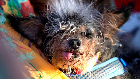 El perrito es un mestizo rescatado de las calles por una familia (Foto: @sullyfoto)