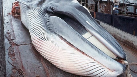 Los vendedores de carne de ballena celebraron el buen comienzo de la comercialización (Foto: @xcienciasdelmar)
