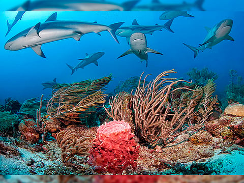 ? ¡Maravilloso! Descubren arrecifes en aguas del Golfo de México ?