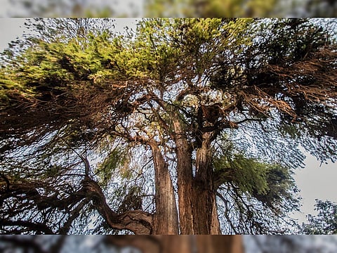 Se trabaja también en la construcción de un mapa actualizado sobre la distribución del Árbol Nacional en México para generar series de anillos de crecimiento centenarias o milenarias, que permitan examinar el comportamiento climático y factores y fenómenos de circulación atmosférica que determinan la entidad donde se localizan (Foto: mexicodesconocido.com.mx)